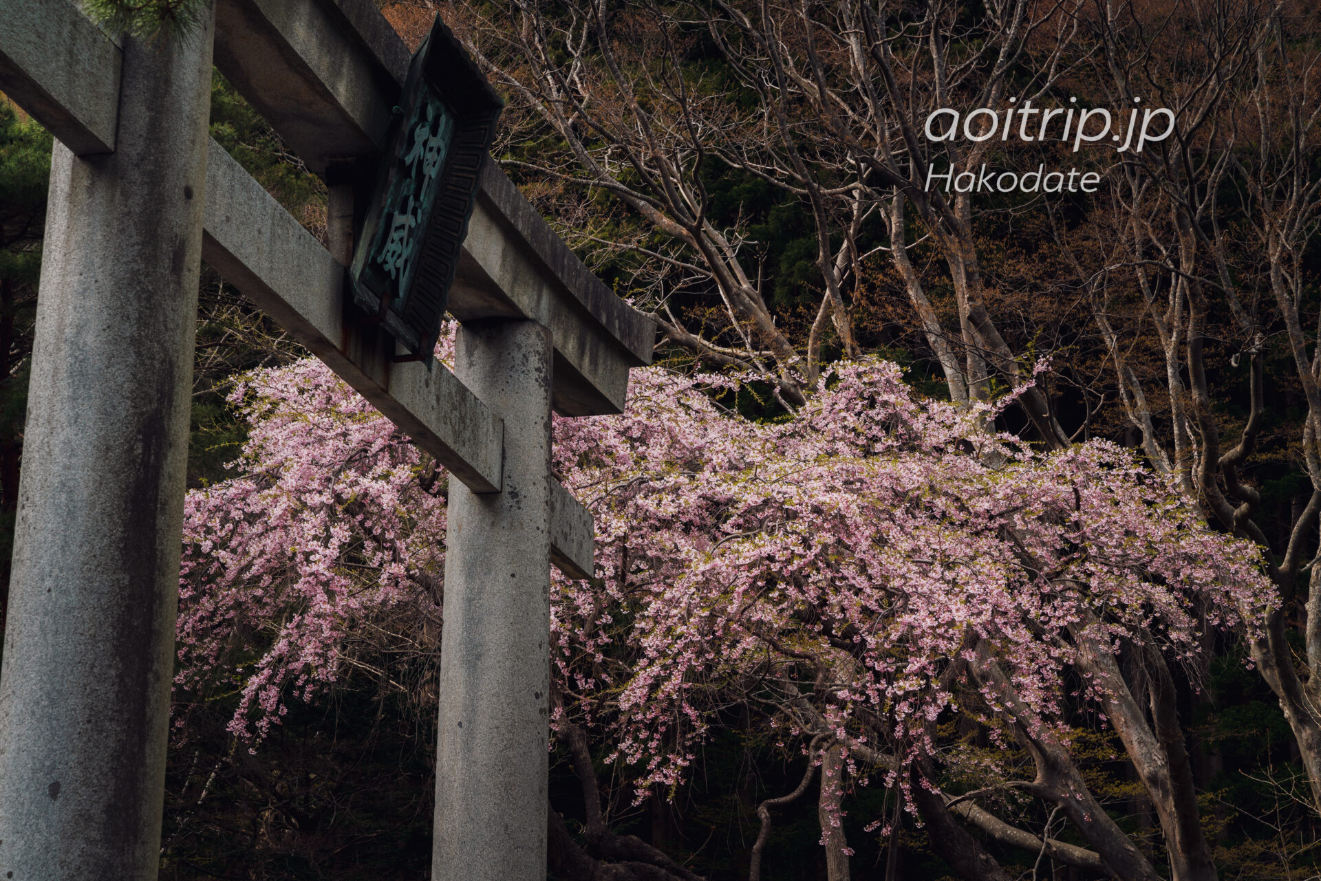 函館八幡宮の桜