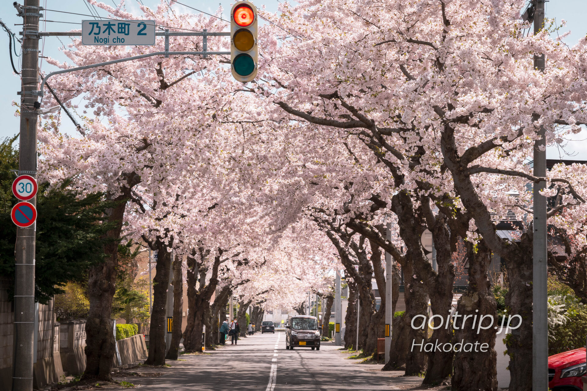 函館 桜が丘通りのソメイヨシノ桜並木