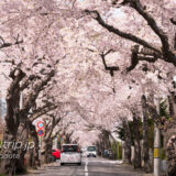 函館中心部の桜スポットと名所 Sakura Cherry Blossom Spots in Hakodate