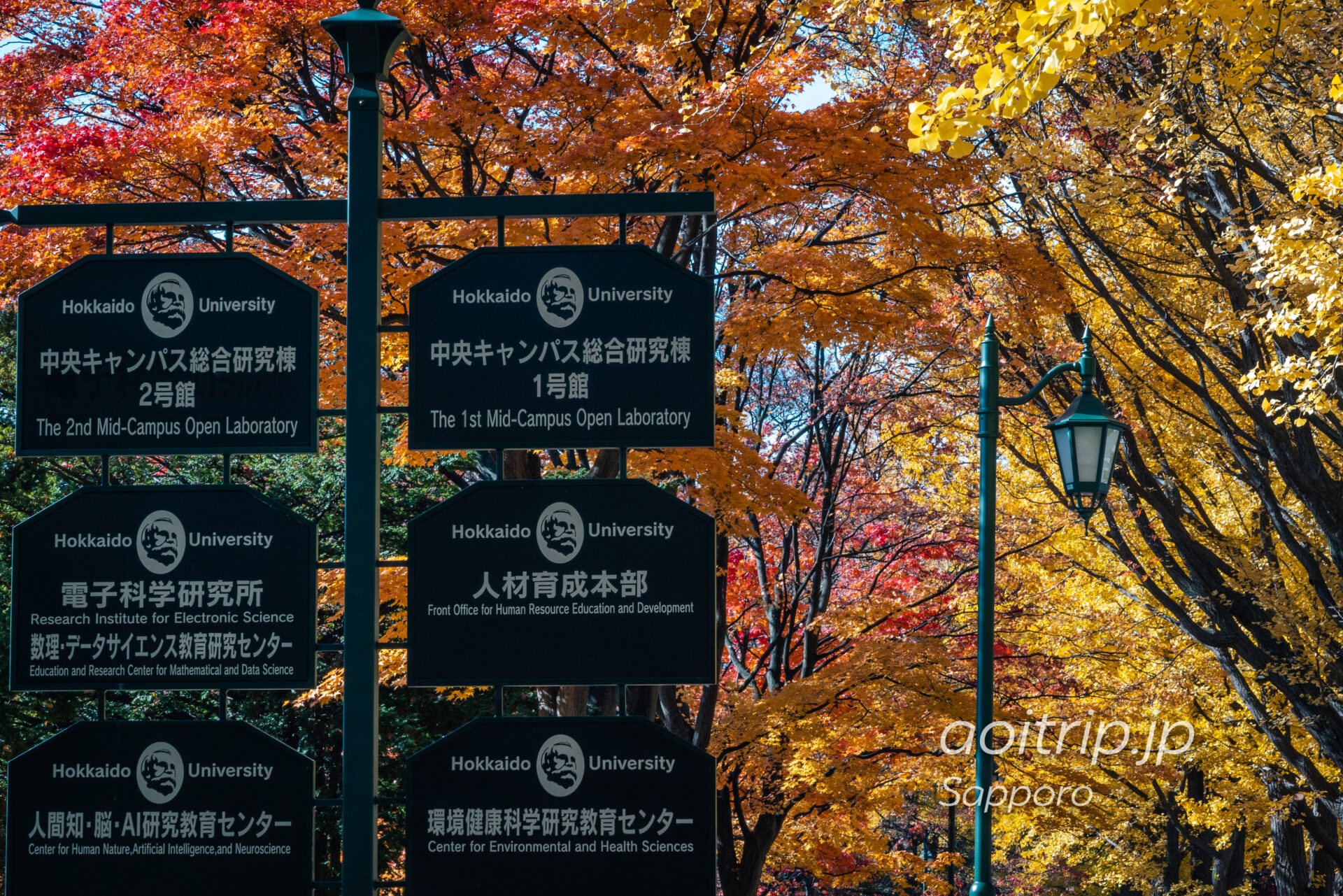北海道大学の銀杏並木 Gingko Trees at Hokkaido University