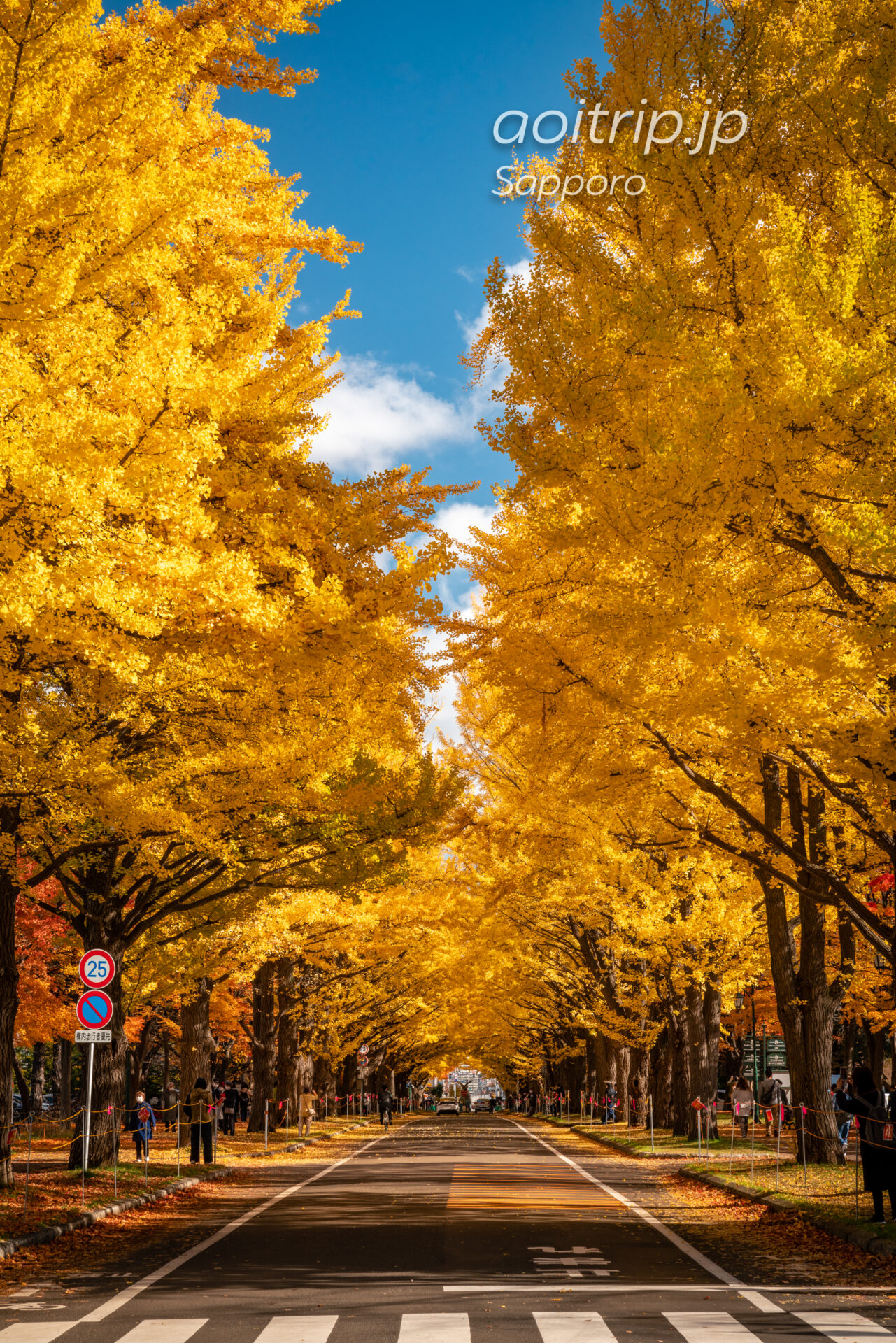 北海道大学の銀杏並木 Gingko Trees at Hokkaido University
