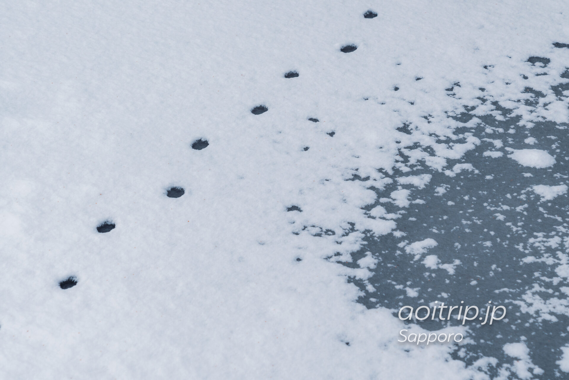 冬に雪が積もった札幌の中島公園 誰の足跡？
